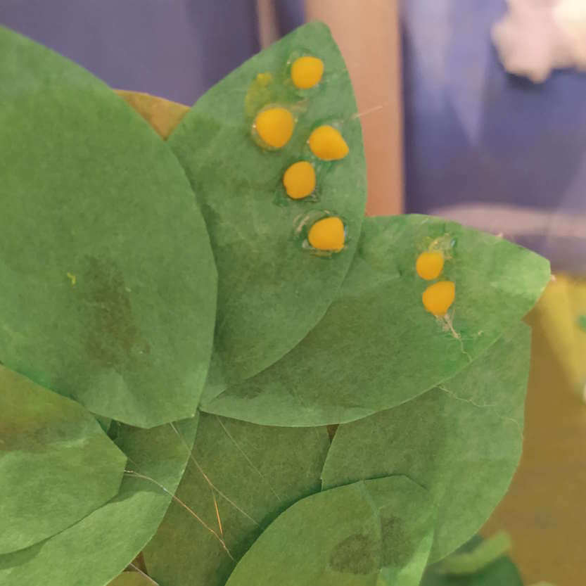 butterfly eggs